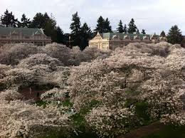 Blanket Of Cherry Blossoms At The Uw Quad Places To Travel Cherry Blossom Places