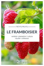 Epingle Sur Promesses De Fleurs