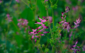 It can grow throughout the year. Weeds The Plants That Gardeners Love And Farmers Loathe The Telegraph