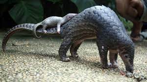 Growing up in vietnam, thai witnessed a mother and baby pangolin being caught and killed by neighbours in his village. The World S Most Trafficked Mammal And The Scaliest Bbc News