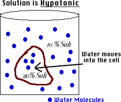 For a discussion about what happens to a cell in a hypertonic solution, 'solution' refers to the extracellular environment. Unit 4 Flashcards Chegg Com