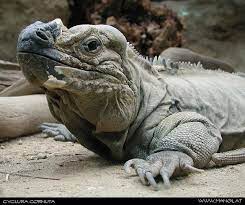 Rhinoceros Iguana Cute Reptiles Iguana Rhinoceros