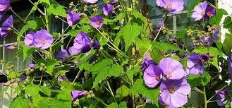 Image result for Abutilon
