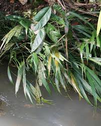 Image result for Dicoma galpinii