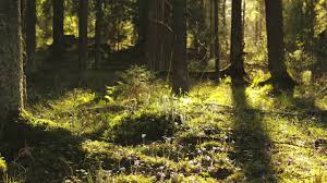 Learn how to play the rowan tree on the piano. Download Horre Pihlajan Alla Under A Rowan Tree In Hd Mp4 3gp Codedfilm