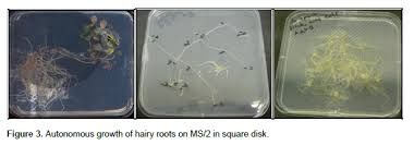 Image result for Phyllanthus odontadenius