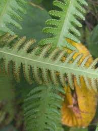 Image result for Amblovenatum