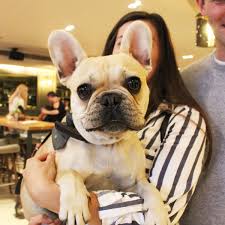 Pugs, french bulldogs and bulldogs are dipping in popularity, as miniature dachshunds (pictured) look set who's the top tiny dog? A French Bulldog Cafe Is Coming To Birmingham Here S How To Get Tickets Birmingham Live