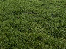 Image result for Paspalum
