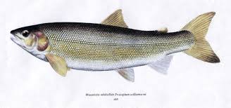 Mountain Whitefish