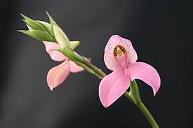 Image result for Disa cryptantha