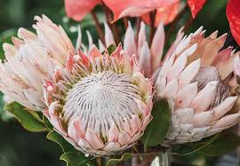 Image result for Protea