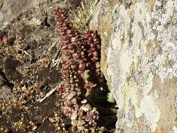 Image result for Umbilicus botryoides