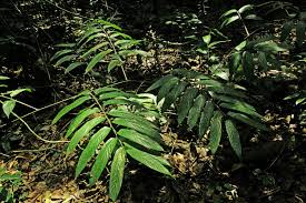 Image result for Hypselodelphys