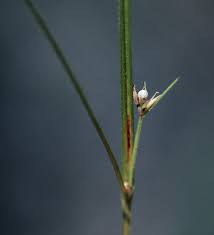 Image result for Scleria nyasensis