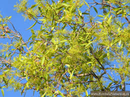 Image result for Searsia leptodictya