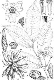 Image result for Lettowianthus stellatus