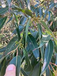 Image result for Eucalyptus botryoides