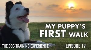 Some puppies will throw tantrums or try to chew on the collar. My Puppy S First Real Walk Youtube