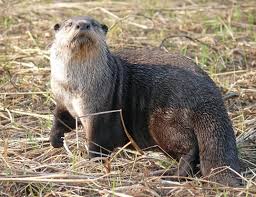 They make their dens by burrowing into the riverbank, after which they establish a home territory that they will defend aggressively if need be. Giant Otter Life Expectancy