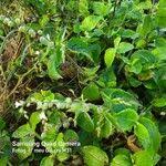 Image result for Priva curtisiae