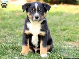 Australian Shepherd Pitbull Mix Black And White Australian Shepherd Black Lab Mix Puppies For Sale Australian Shepherd Mix Puppies Australian Shepherd Mix Australian Shepherd Dogs