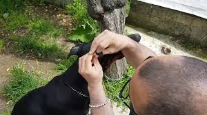 Doberman Kulak Dikme Aparati Youtube
