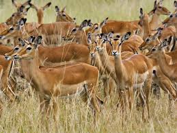 Pic Of Africa Kenya Africa Impala Antelope Masai Mara African Antelope Wild Animals In Africa Animals Wild