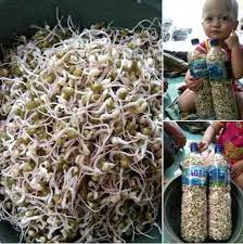 Lihat juga resep tumis tahu tauge taucho enak lainnya. Tanpa Ribet Cukup Dengan Botol Bisa Tanam Tauge Panen Melimpah