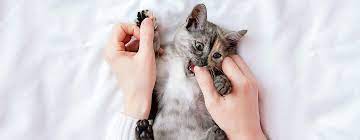 Avoid soothing your cat after biting or scratching. Why Do Cats Bite How To Stop Your Cat Biting You Purina
