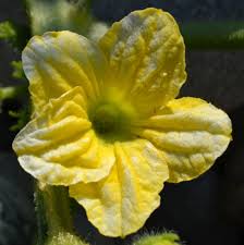 Image result for Cucumis quintanilhae