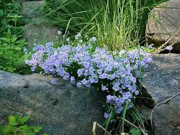 Campanula Cochlearifolia Elizabeth Oliver Campanula Plants Garden