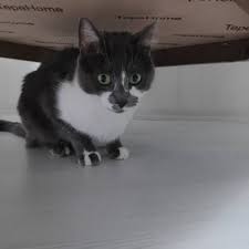 Animal Lover Panosundaki Pin