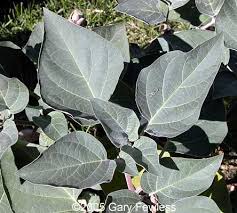 Image result for Datura inoxia