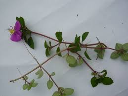 Image result for Heterotis rotundifolia