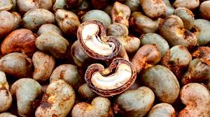 Most of the world's cashews are painstakingly shelled by hand. Jobs In Cashew Processing A Gold Mine Waiting To Be Exploited Snrd Africa