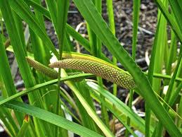 Image result for Calamus deerratus