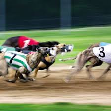 Drug now found in 12 greyhounds racing in Dubuque