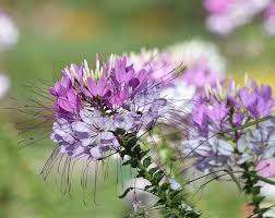 Image result for Cleome schimperi