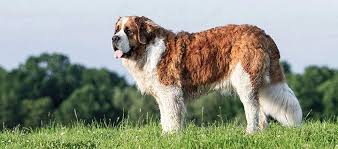 Check spelling or type a new query. 10 Great Large Dog Breeds