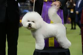 Never fret about pet mess! Meet The Bichon Frise Named Westminster Kennel Club Dog Show S Best In Show Abc News