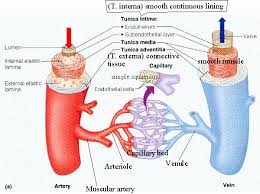 Veins (in blue) are the blood vessels that return blood to the heart. Blood Vessels Labeled Diagram Vessel Lab Blood Vessels Are An Integral Component Of The Circulatory System