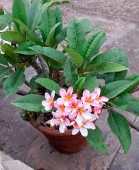 Pin On Unusual Flowers And Plants