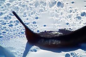 Image result for rayxar