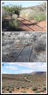 Image result for Pegolettia retrofracta