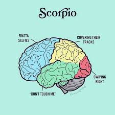 Scorpio Brain Scorpio Zodiac Facts Zodiac Star Signs Zodiac Sun Signs