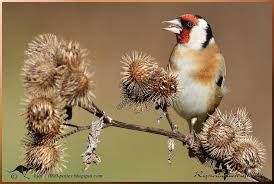 RÃ©sultat de recherche d'images pour "â€«ØµÙˆØ± Ø¹Ù† Ø§Ù„Ø­Ø³ÙˆÙ†â€¬â€Ž"