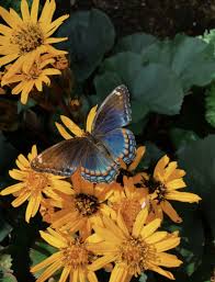 Pinterest Caitmillerr Butterfly Wallpaper Aesthetic Wallpapers Aesthetic Pictures See more ideas about aesthetic pictures, pictures, bones funny.