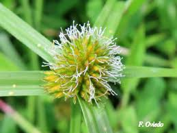 Image result for Rhynchospora rugosa