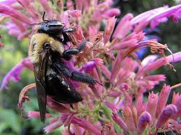 Carpenter bees (figure 1) are large, black and yellow bees frequently seen in spring hovering around the eaves of a house or the underside of a deck or porch rail. Carpenter Bee Gtm Research Reserve Bee Guide Inaturalist